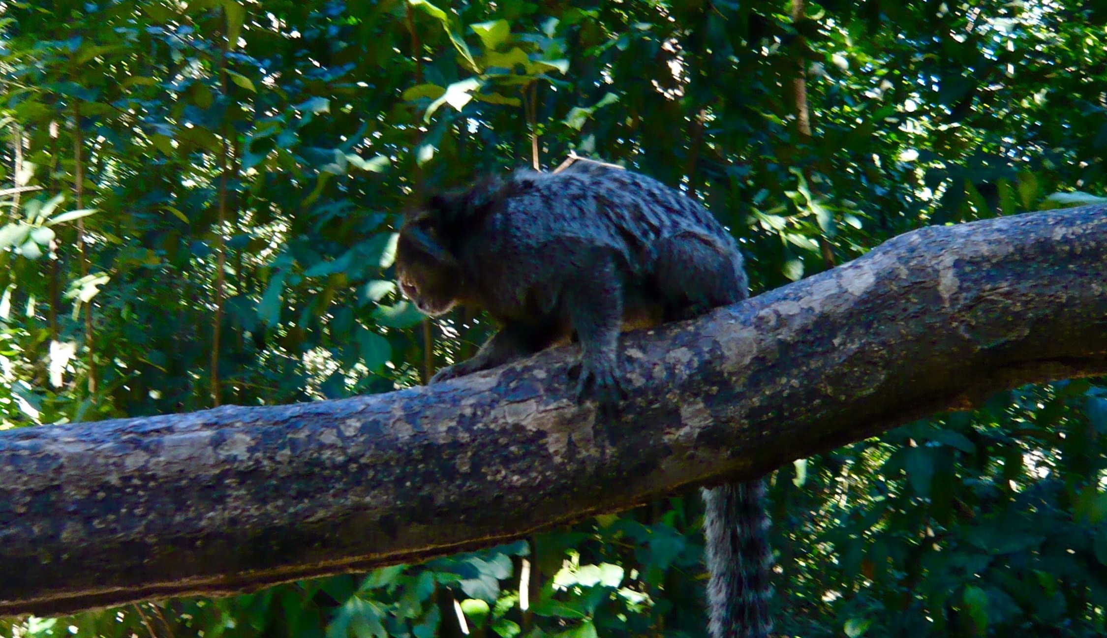 Randonnée pão de açucar, singe