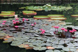 Jardim Botanico do Rio de Janeiro